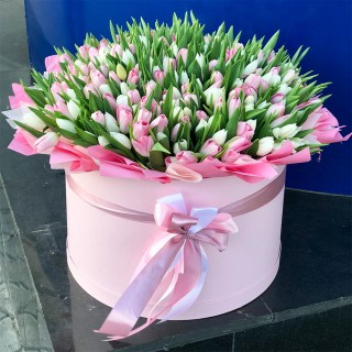Коробка из 201 бело-розового тюльпана