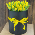 Букет из 51 жёлтого тюльпана в коробке