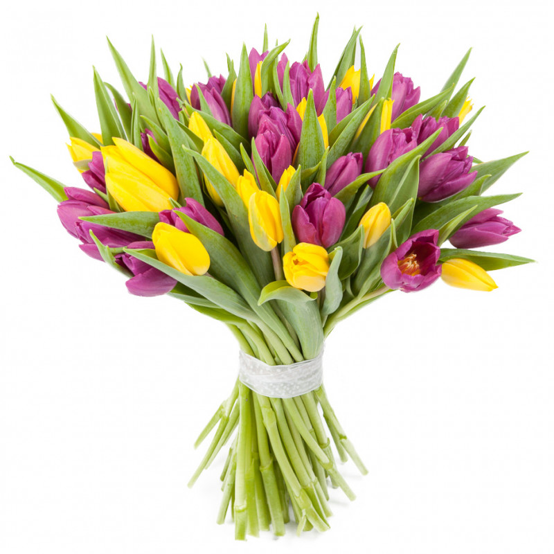 Букет из 49 жёлто-фиолетовых тюльпанов
