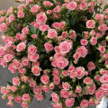 Букет "Анжелика" 39 кустовых роз