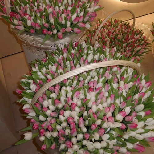 Корзина из 501 бело-розового тюльпана