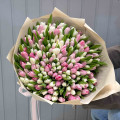 Букет из 201 бело-розового тюльпана