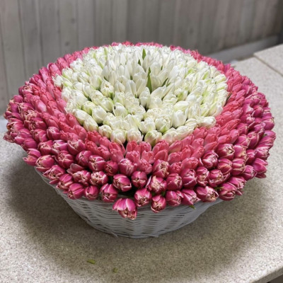 Корзина из 301 розово-белого пионовидного тюльпана 