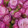 Букет из 19 кустовых роз "Lady Bombastic", 60 см