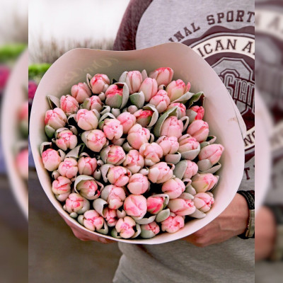 Розовые "сахарные" тюльпаны, 49 шт