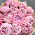Букет из 15 розовых пионов "Сара Бернар"