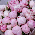 Букет из 25 нежно-розовых пионов "Сара Бернар"