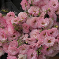 Букет из 29 розовых махровых эустом