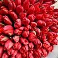 Букет из 101 красного тюльпана