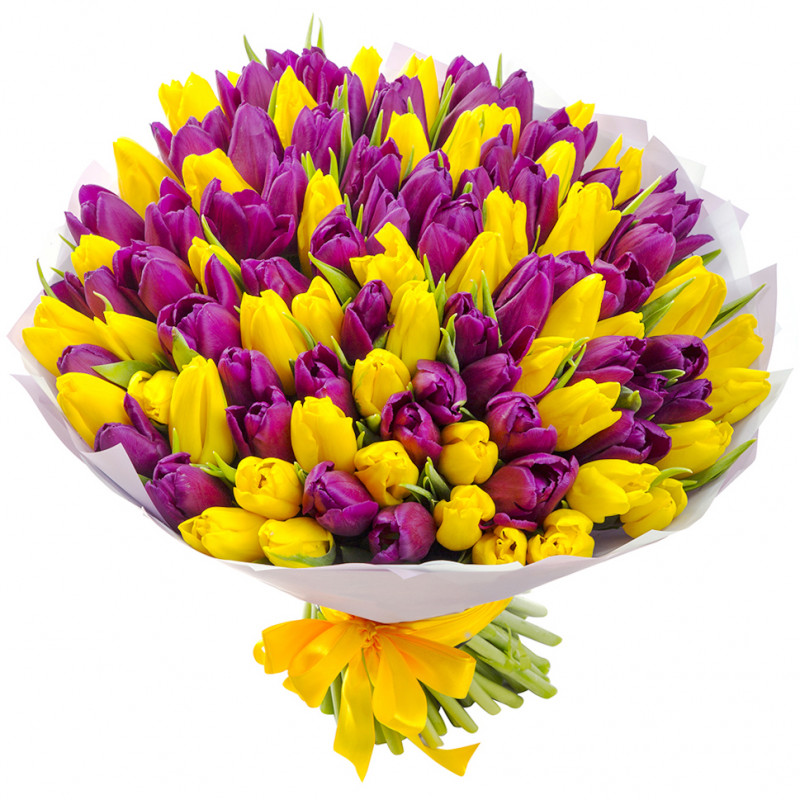 Букет из 101 жёлто-фиолетового тюльпана