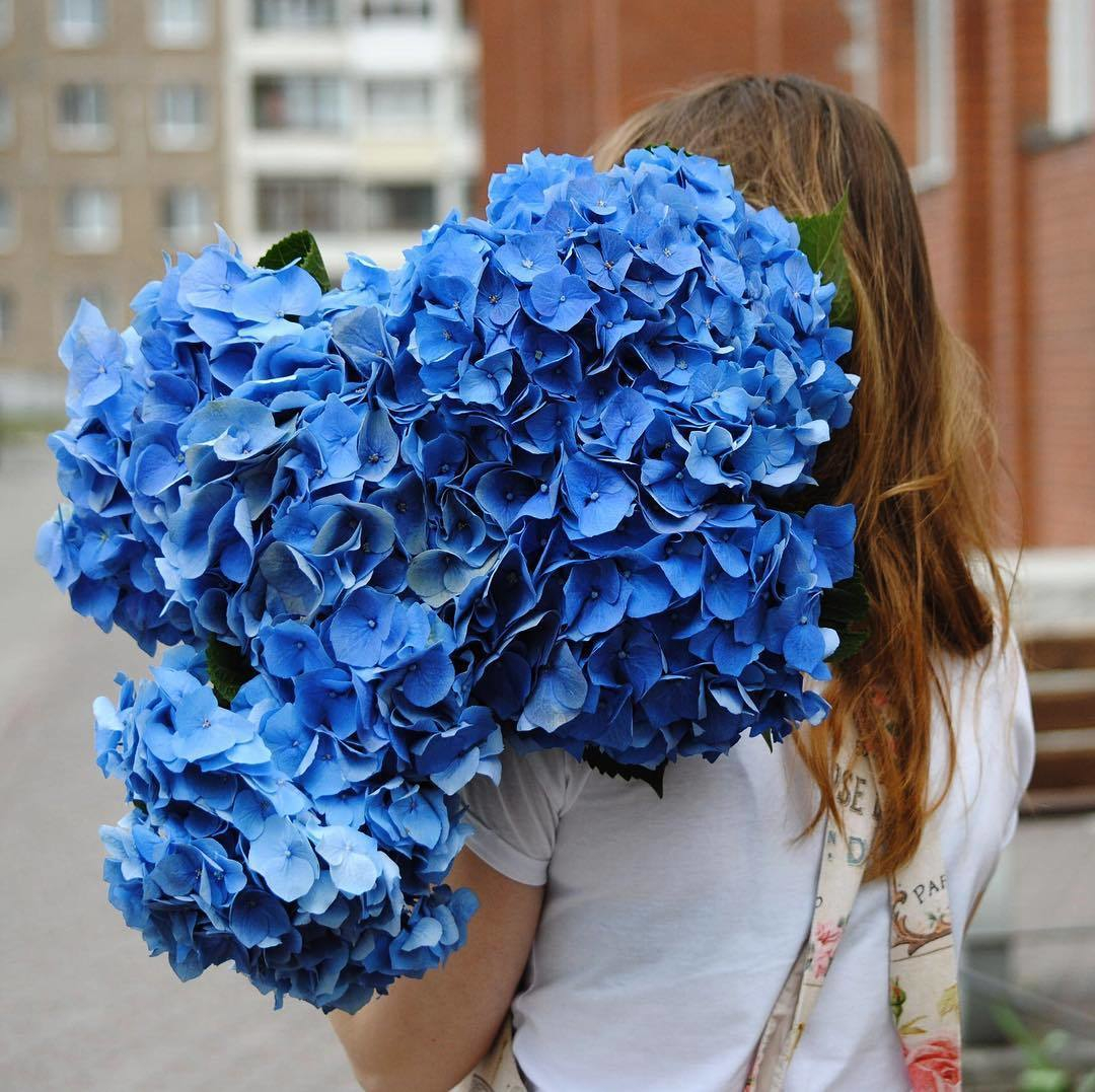 Большие синие цветы