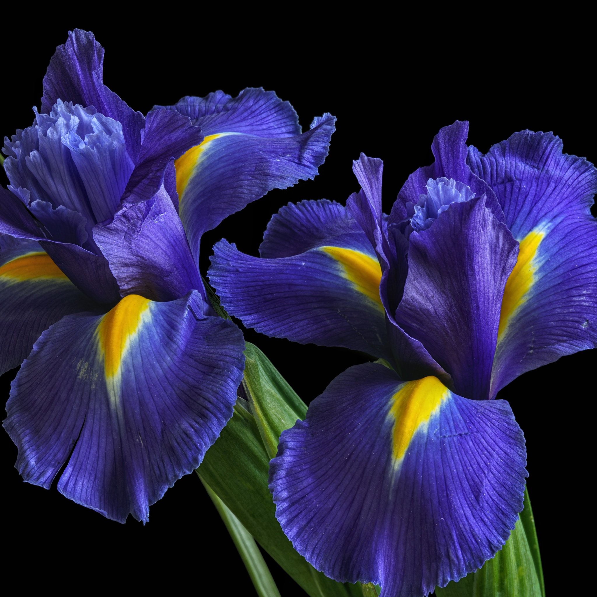 Ирисы цветы синие. Ирис цветок. Ирис Блю Перл. Ирис синий. Шикарные ирисы.
